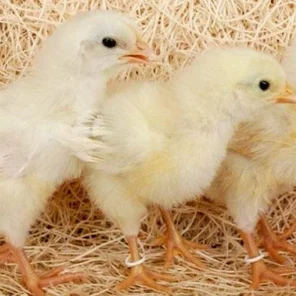 Суточные цыплята кур (Леггорн)