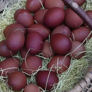 Яйцо инкубационное (куриное)