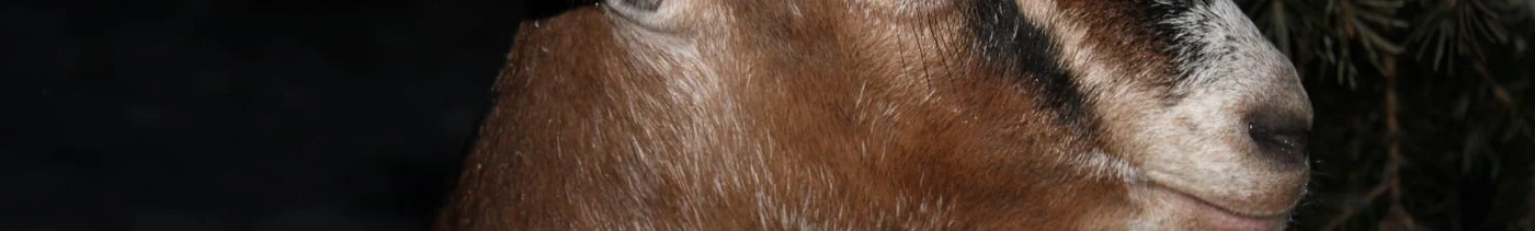 5d17ed66-f8ee-4d68-9b33-4d141768444b-whatsapp image 2025-01-06 at 17.39.40 (1).jpeg