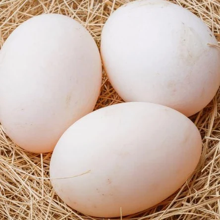 Яйцо инкубационное (куриное)