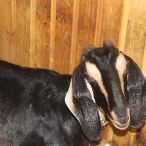 Коза англо-нубийская