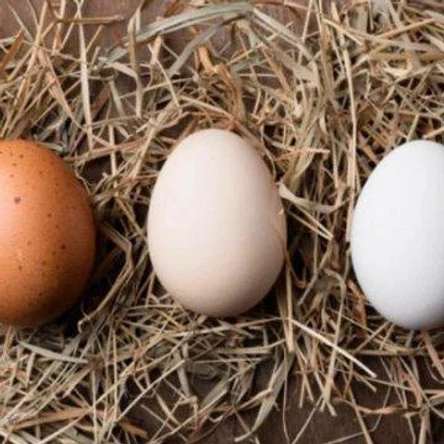 Яйцо инкубационное (куриное)