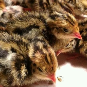 Суточный перепел "Фараон"