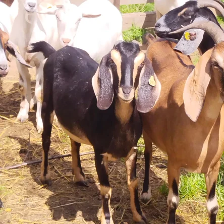 Коза англо-нубийская