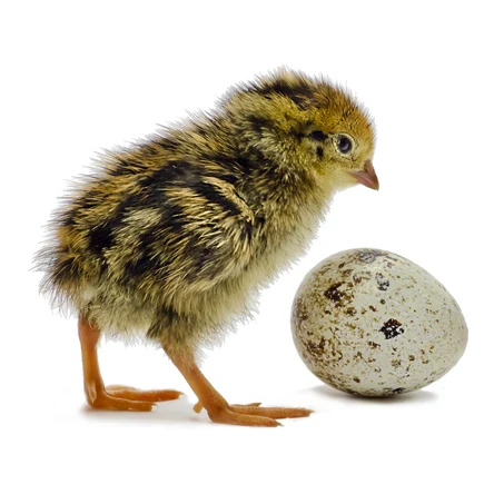 Суточные перепела