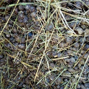 Кроличий навоз