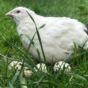 Перепел "Техасский"