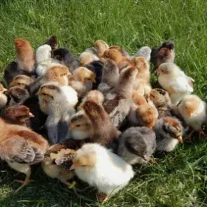 Суточные цыплята деревенские