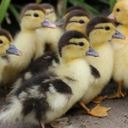 Утята мускусной утки (индоутки)