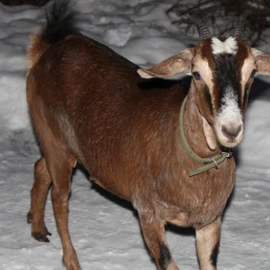 Коза англо-нубийская