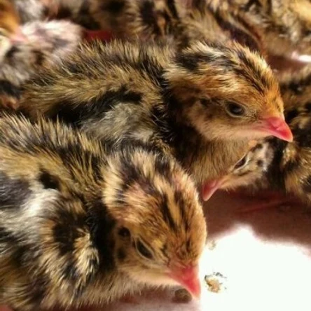 Суточный перепел "Фараон"