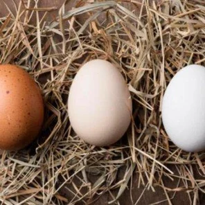 Яйцо инкубационное (куриное)
