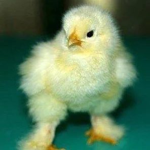 Суточные цыплята кур (Брама)
