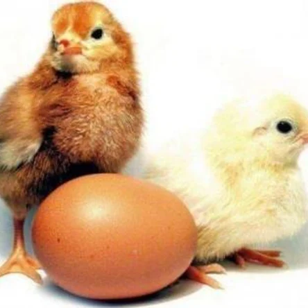 Суточные цыплята кур (Доминант)