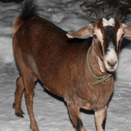 Коза англо-нубийская