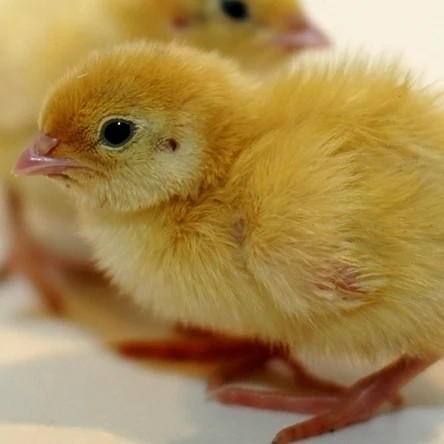 Суточный перепел "Техасский"