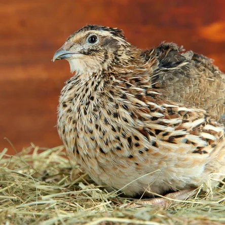 Перепел "Фараон" (несушка)