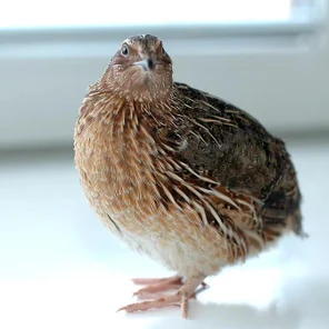 Перепел "Фараон" (самец)