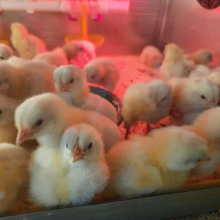 Суточные цыплята бройлера