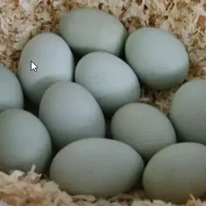 Яйцо инкубационное (куриное)