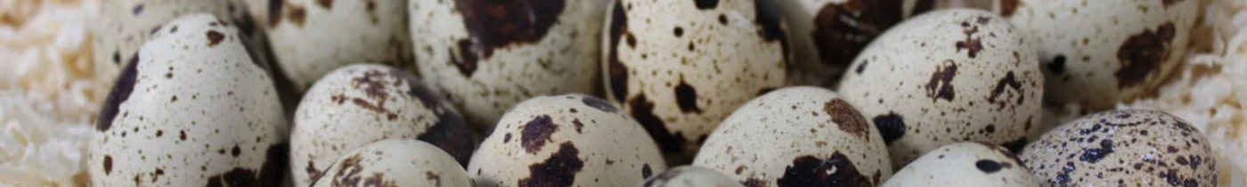 6f18e942-d184-4eca-9c45-c2e2fc2ea487-whatsapp image 2025-01-07 at 18.21.33 (1).jpeg