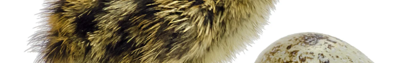 713184f7-8e58-4eb0-80c9-40548f962291-перепел суточный.png