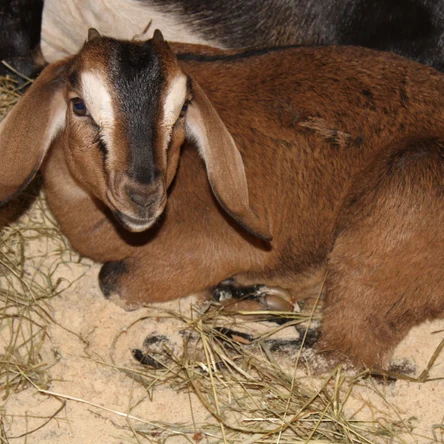 Коза англо-нубийская