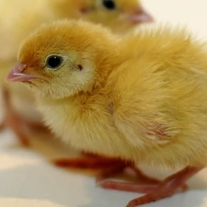 Суточный перепел "Техасский"