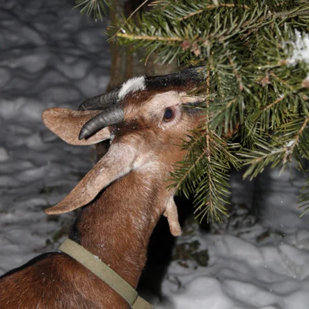 Коза англо-нубийская