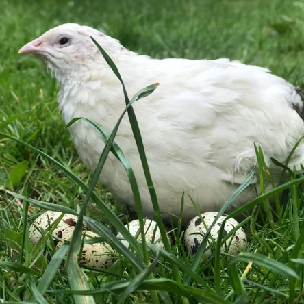 Перепел "Техасский"