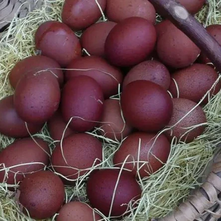 Яйцо инкубационное (куриное)