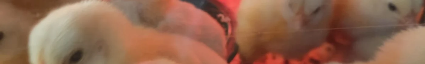 e699bbbe-21fb-423e-8eac-75492a44bcdc-whatsapp image 2025-05-15 at 11.40.47.jpeg