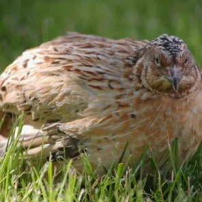 Перепел "Феникс" (самец)