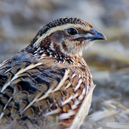Подрощенные и взрослые перепела