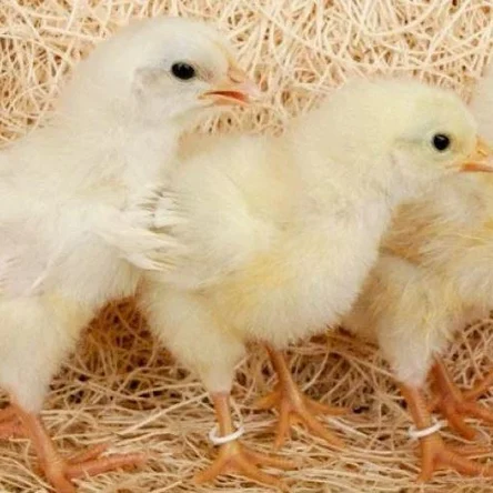 Суточные цыплята кур (Леггорн)
