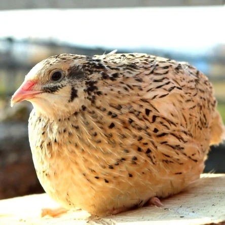 Перепел "Феникс" (несушка)