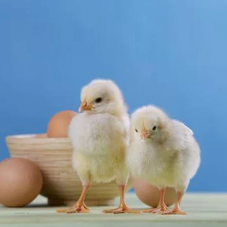 Суточные цыплята кур