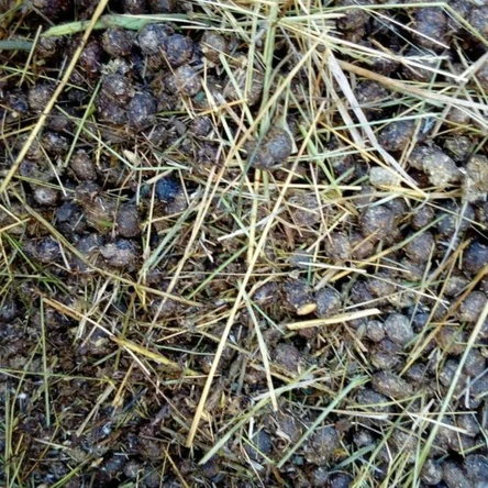 Кроличий навоз