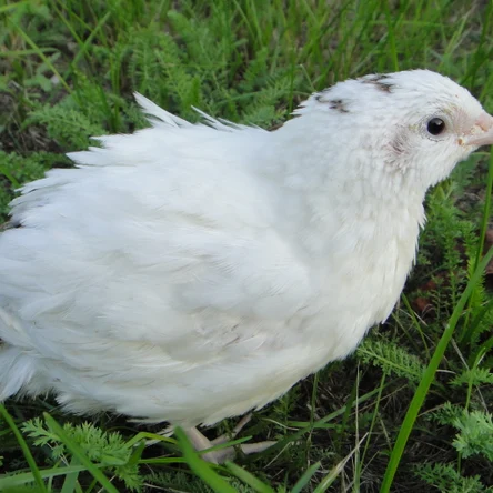 Перепел "Техасский"