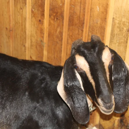 Коза англо-нубийская