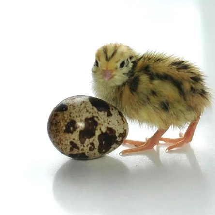 Суточный перепел "Феникс"