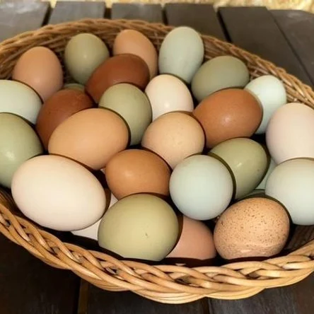 Яйцо инкубационное (куриное)