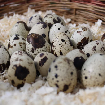 Яйцо инкубационное (перепелиное)