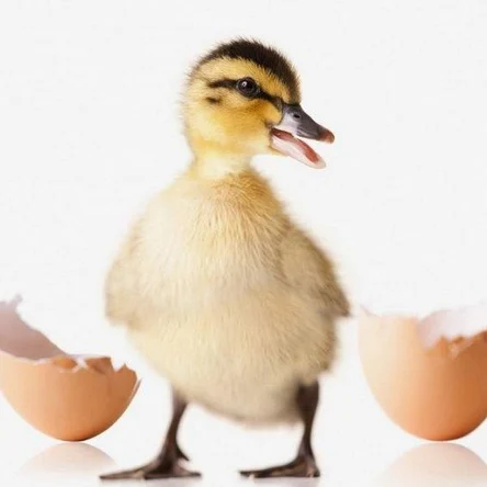 Суточные утята