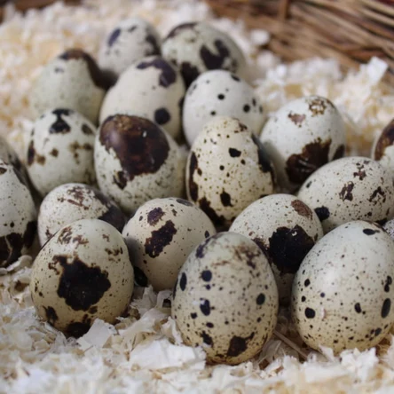 Яйцо перепелиное (столовое)