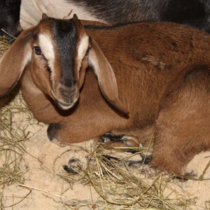 Коза англо-нубийская