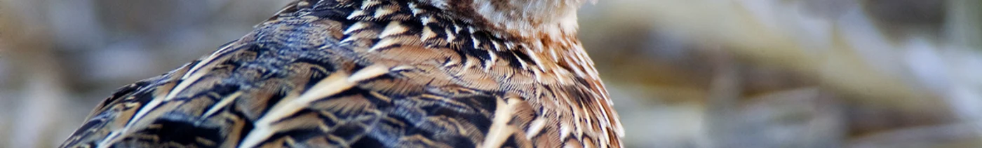 ac3bdb37-8a3a-4ba1-9e31-f2693acd0041-перепел взрослый.jpg