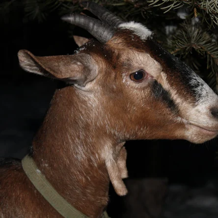 Козы англо-нубийские